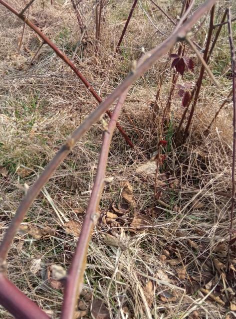 Kupina, BBCH 03, faza razvoja