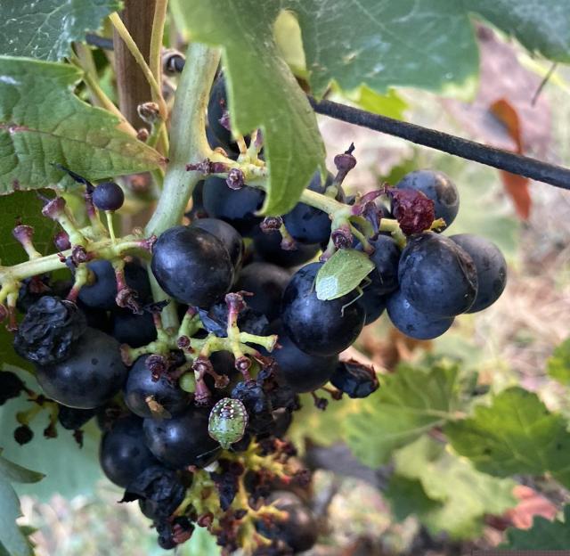 Odrasla jedinka i larva zelene ili povrtne stenice (Nezara viridula)