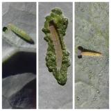 P. xylostella - larve