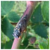 imago cikade