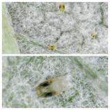 T. urticae