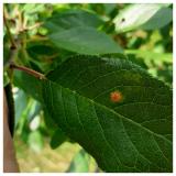 plamenjača šljive(Polystigma rubrum) 