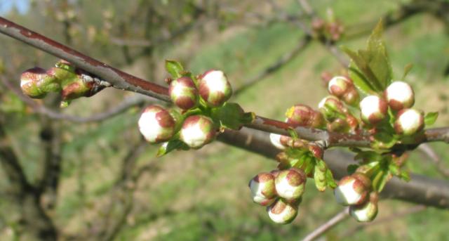 Fenofaza višnje prema BBCH skali 59 - beli baloni