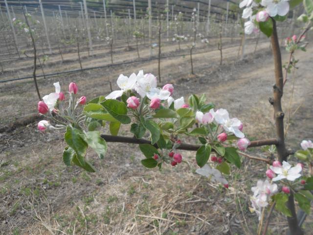 Jabuka cvetanje