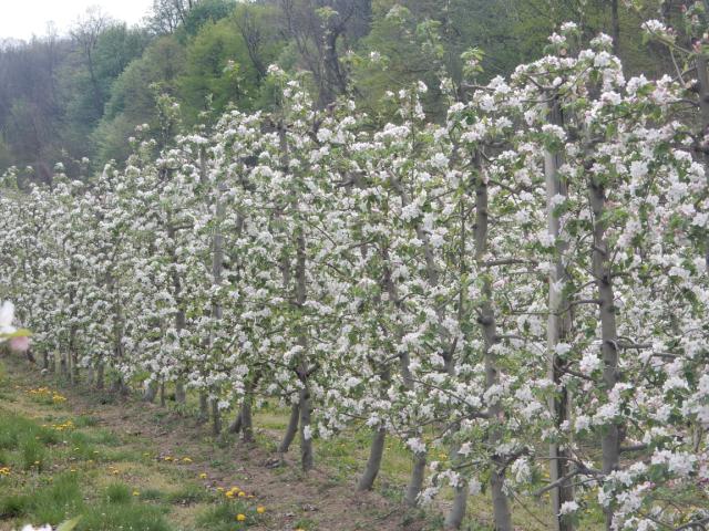 Puno cvetanje jabuke