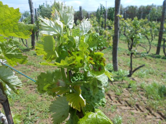 Napad eriofidne grinje u vinogradu