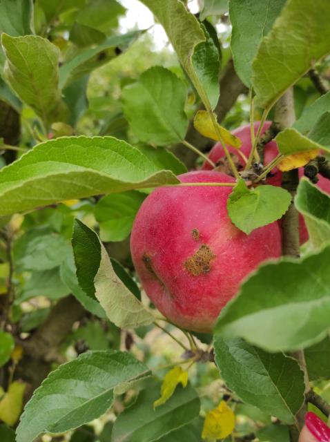  Čađava pegavost i krastavost plodova jabuke  (Venturia inaequalis) 