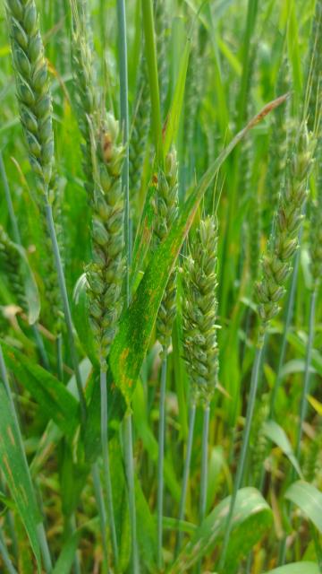 fuzarioze (Fusarium graminearum)