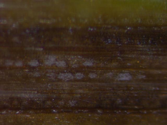 Ramularia collo-cygni 
