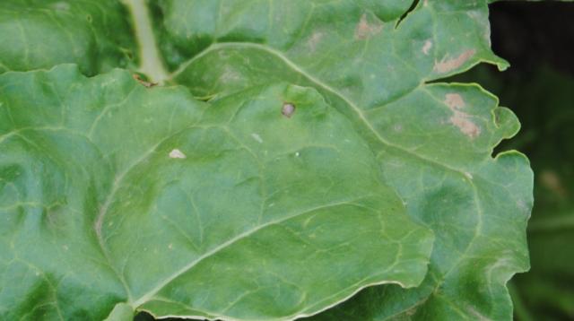 Cercospora beticola