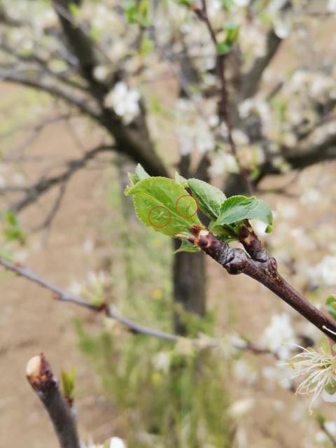 13.04.2021. Vaši na šljivi