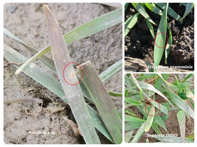 01.02.2022. Puccinia spp, Erisyphae gramminis, septoria tritici