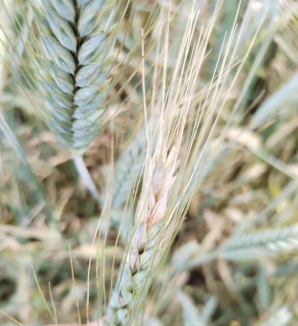 09.06.2023. Fusarium na klasu ječma