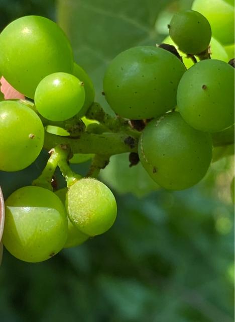 Pepelnica vinove loze na grozdu