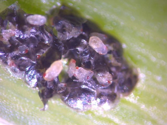 trichogramma u jajnom leglu kukuruznog plamenca