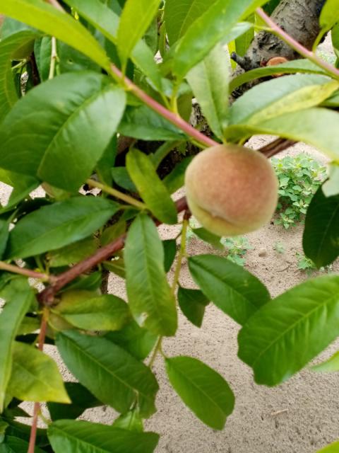 Breskva,peach