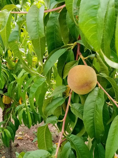 Breskva,peach