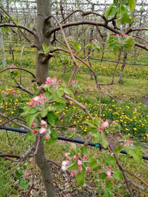jabuka,apple
