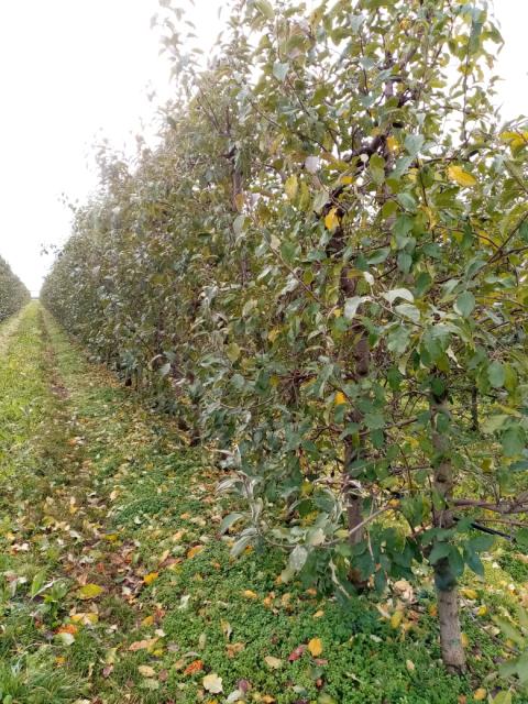 jabuka,apple