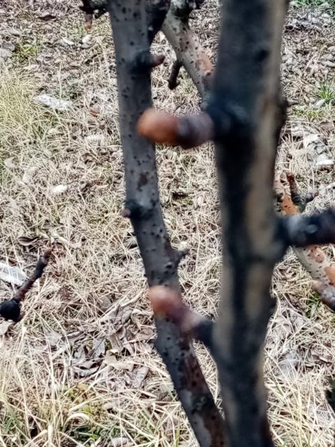 jabuka,apple
