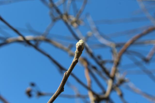 jabuka,apple