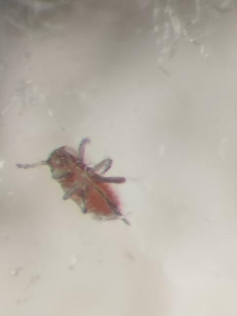 mlada larva krvave vaši 