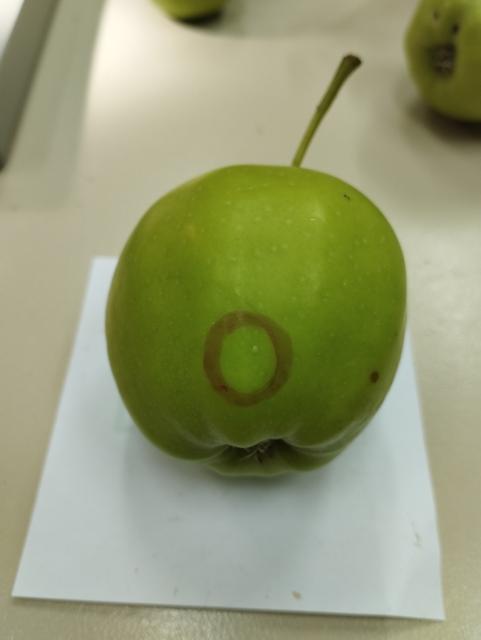 C.pomonella,jaje