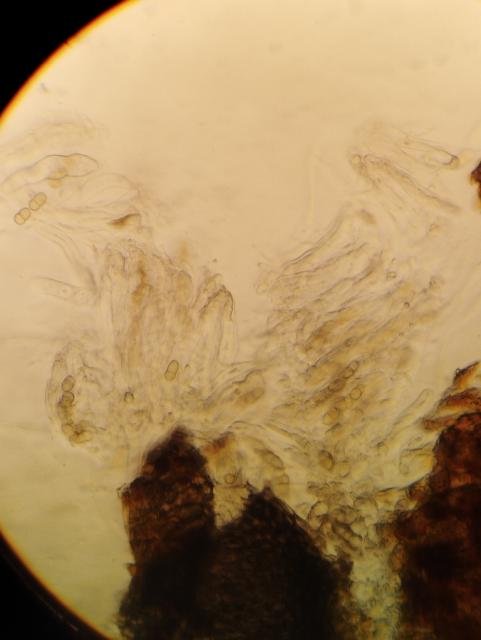 askospore,venturia inaequalis