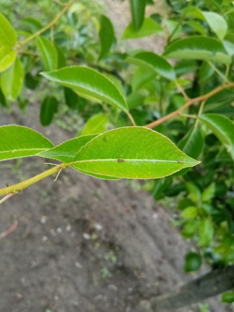 cacopsylla piri,pear,kruska