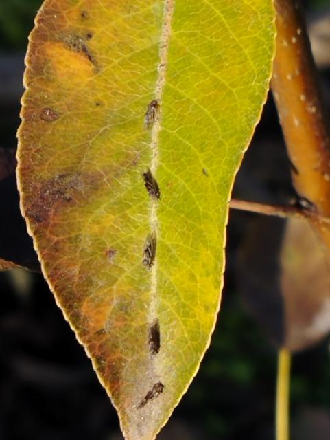 Cacopsylla piri,kruška,pear