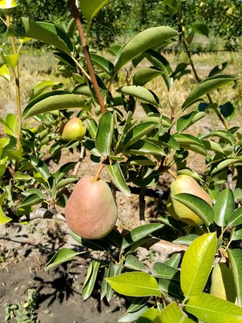 kruška,pear