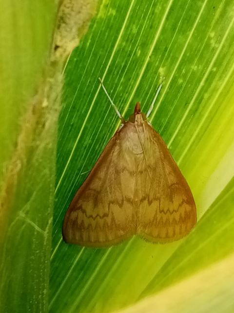 Ostrinia nublalis,kukuruz