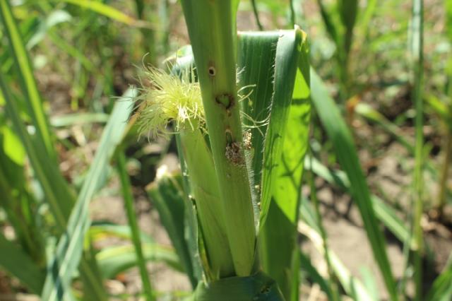 Ostrinia nubilalis,kukuruz