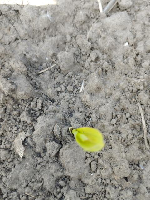 Tanymecus dilaticolis,kukuruz