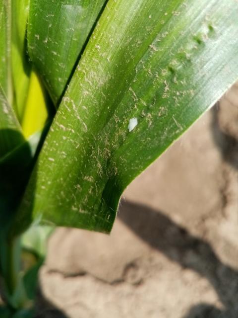 Ostrinia nubilalis,kukuruz,corn