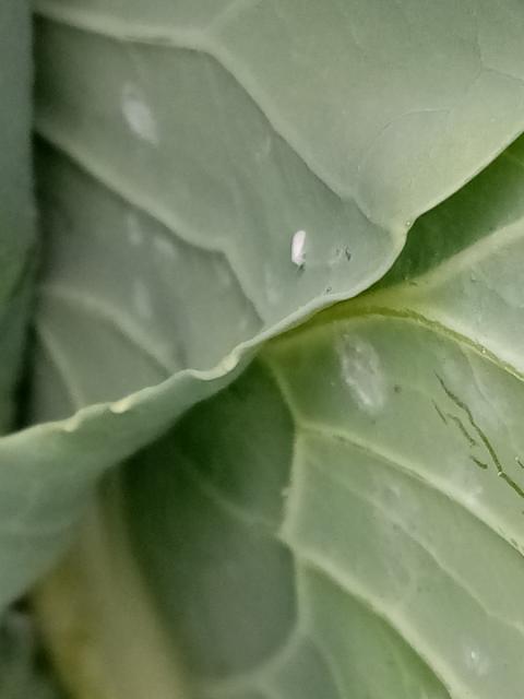 A.proletella,kupus