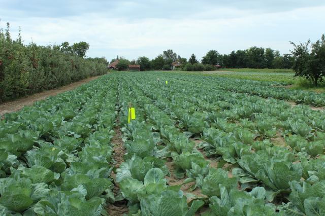 kupus,cabbage
