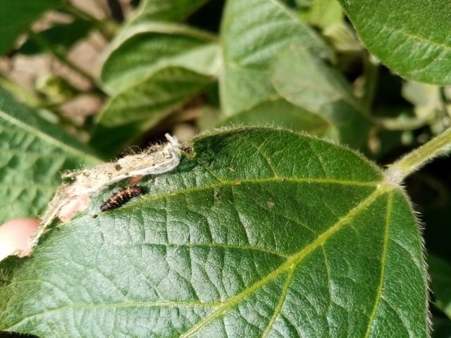 Larva vanessa cardui,soja