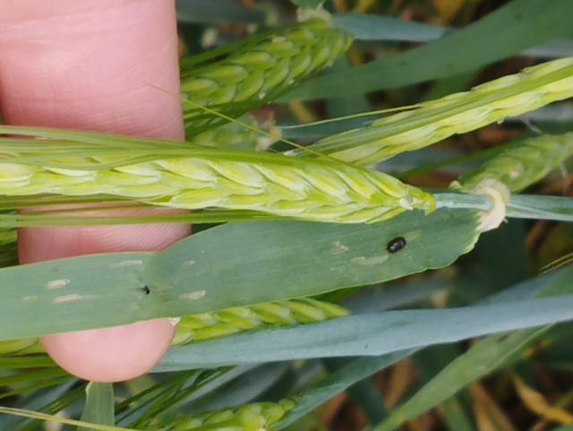 Lema melanopus