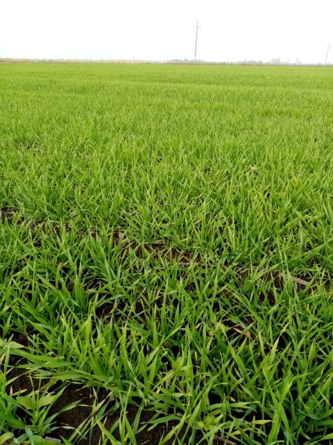 barley,ječam