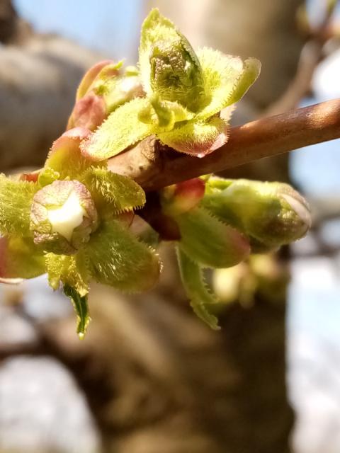 trešnja,cherry