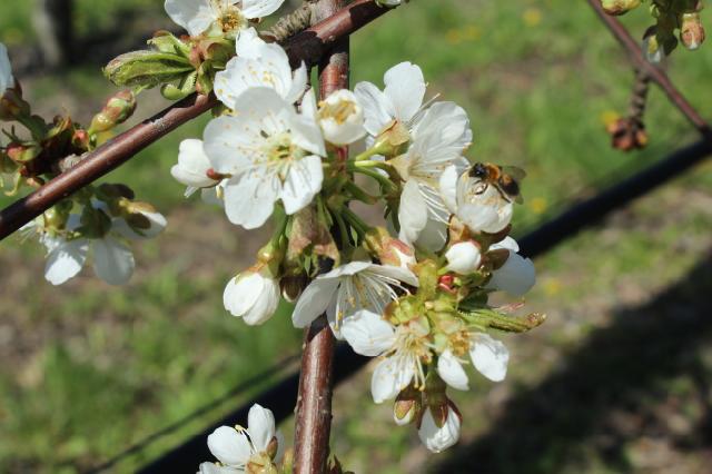 trešnja,cherry