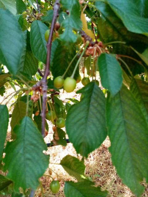 trešnja,cherry