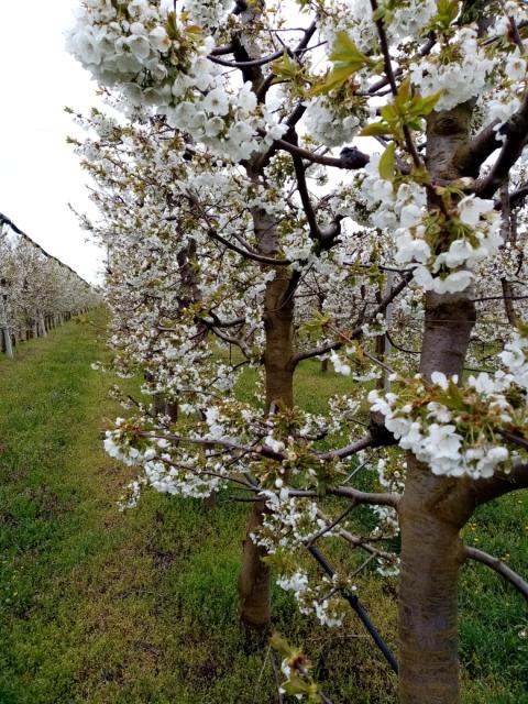 trešnja,cherry