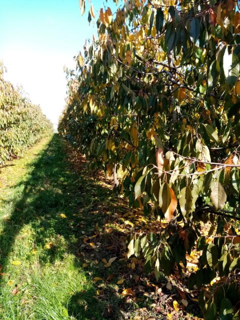 trešnja,cherry