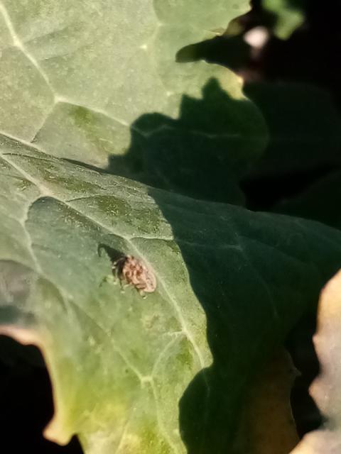 C.pallydactilus,ulj.repica