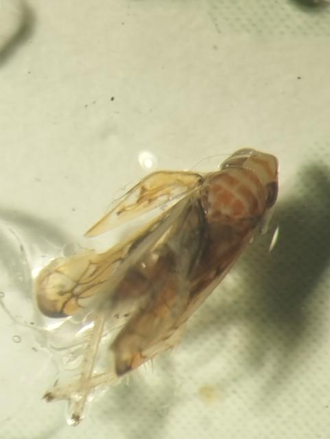 odrasla jedinka cikade Scaphoideus titanus