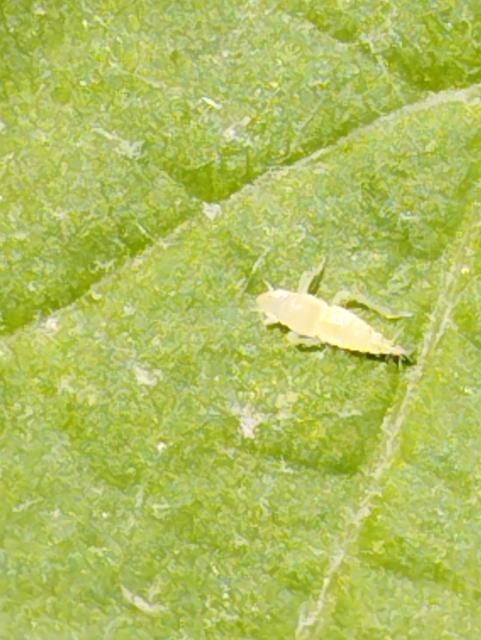 Scaphoideus titanus,vinova loza