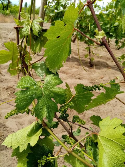 Fenofaza vinove loze