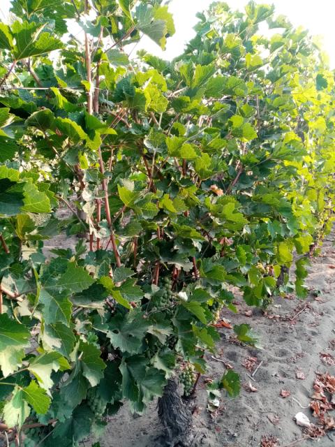vitis vinifera